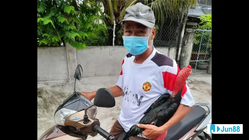 Bế gà đá đúng cách Bế gà đá đúng cách